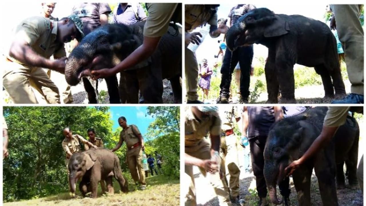 അട്ടപ്പാടിയിൽ കുട്ടിയാന എത്തിയിട്ട് മൂന്ന് ദിവസം; കൂടെ കൂട്ടാൻ അമ്മയാന വന്നില്ല; താത്കാലിക ഷെൽട്ടറിൽ സംരക്ഷണം അട്ടപ്പാടിയിൽ കുട്ടിയാന എത്തിയിട്ട് മൂന്ന് ദിവസം; കൂടെ കൂട്ടാൻ അമ്മയാന വന്നില്ല; താത്കാലിക ഷെൽട്ടറിൽ സംരക്ഷണം