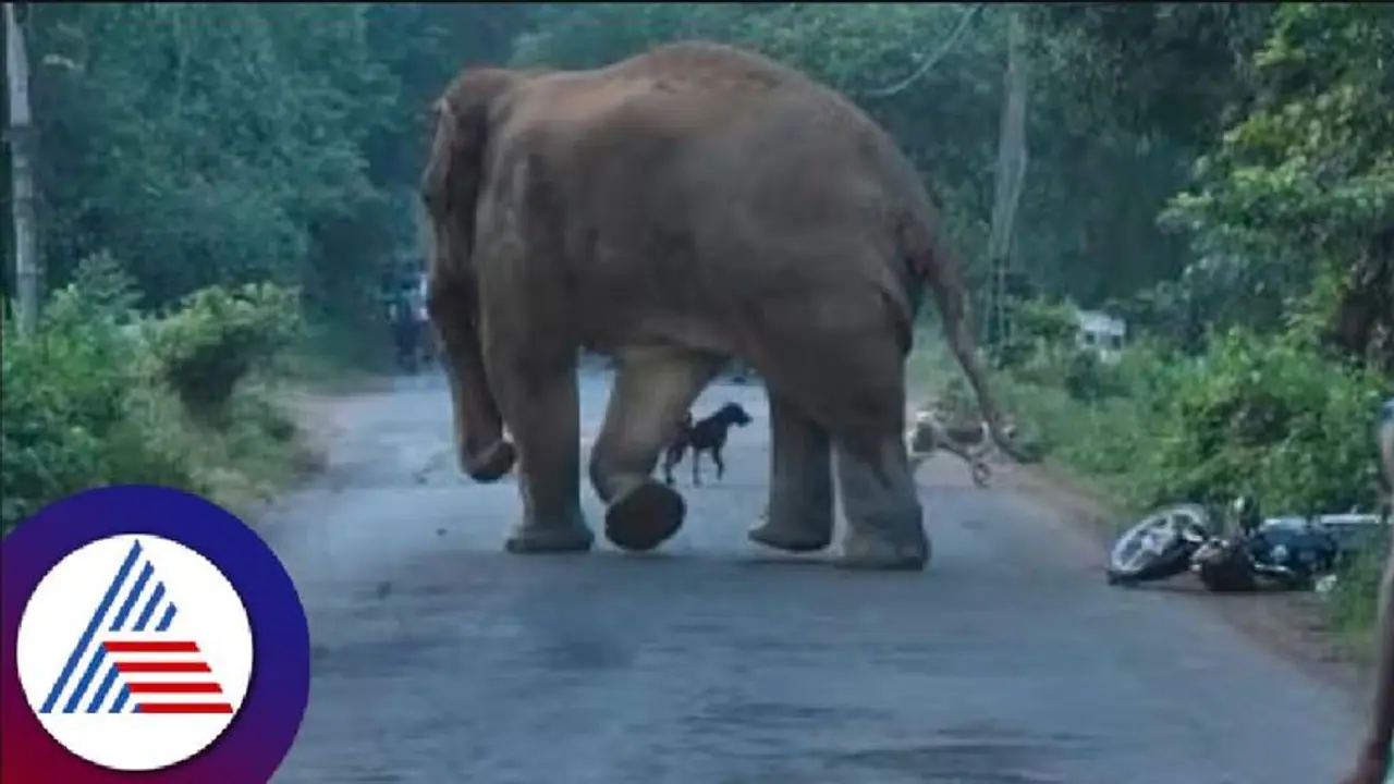 Wildlife: ಕುಶಾಲನಗರ ಅರಣ್ಯ ಸಿಬ್ಬಂದಿ ಮೇಲೆ ಕಾಡಾನೆ ದಾಳಿ: ಪಾರು 