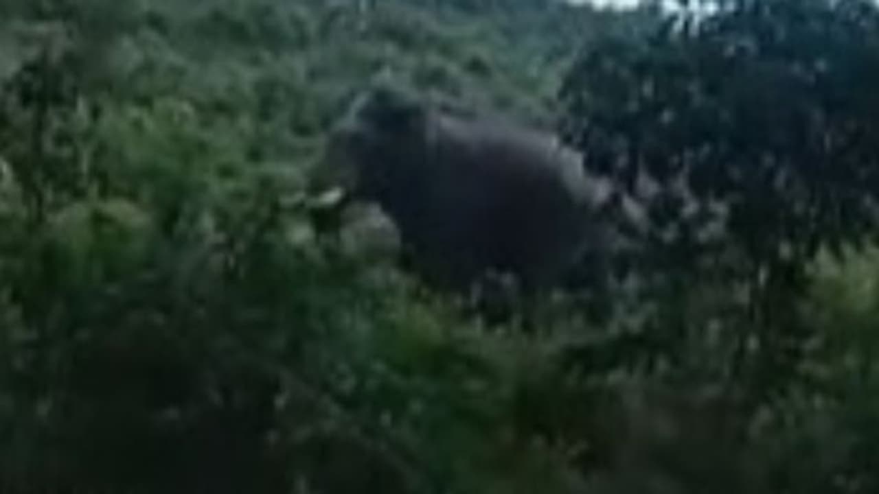 പാലക്കാട് ജില്ലയിലെ ജനവാസ മേഖലയിൽ ഒറ്റക്കൊമ്പനിറങ്ങി, പെട്ടിക്കൽ കൊമ്പനെ കാടുകയറ്റി ജനം പാലക്കാട് ജില്ലയിലെ ജനവാസ മേഖലയിൽ ഒറ്റക്കൊമ്പനിറങ്ങി, പെട്ടിക്കൽ കൊമ്പനെ കാടുകയറ്റി ജനം