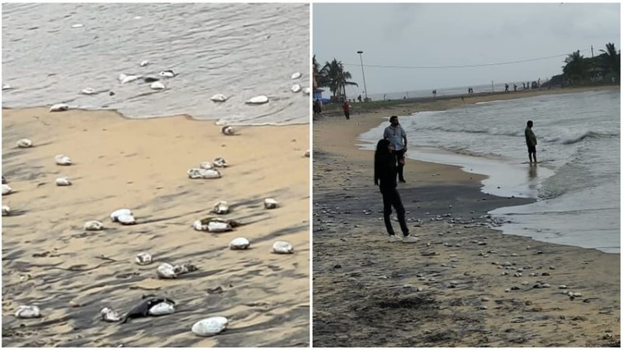 കോവളത്ത് കടൽ മാക്രികൾ കൂട്ടത്തോടെ ചത്ത് കരയ്ക്കടിഞ്ഞു കോവളത്ത് കടൽ മാക്രികൾ കൂട്ടത്തോടെ ചത്ത് കരയ്ക്കടിഞ്ഞു