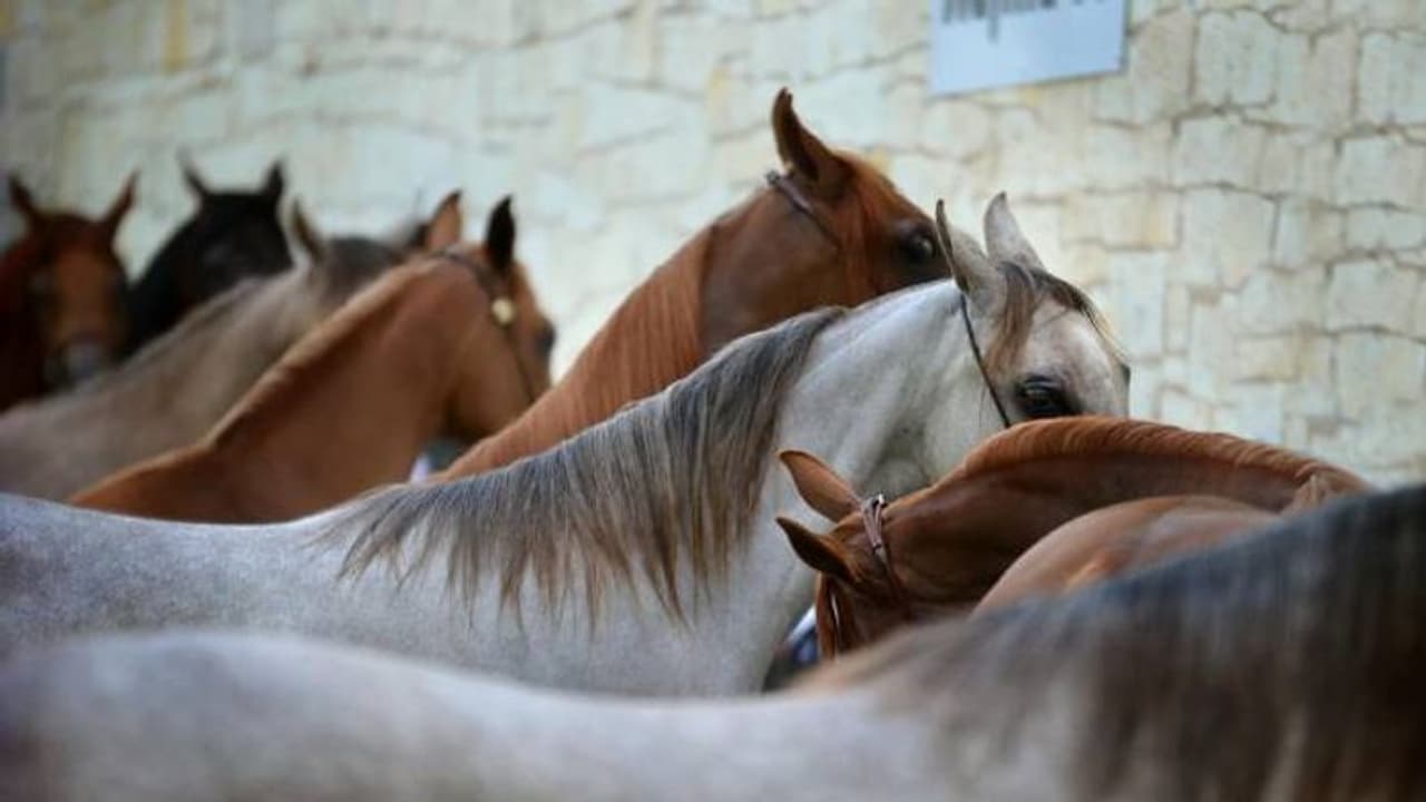 சென்னை மெரீனா கடற்கரை குதிரைகளுக்கு லைசென்ஸ்: தமிழ்நாடு கால்நடை நலவாரியம் சென்னை மெரீனா கடற்கரை குதிரைகளுக்கு லைசென்ஸ்: தமிழ்நாடு கால்நடை நலவாரியம்