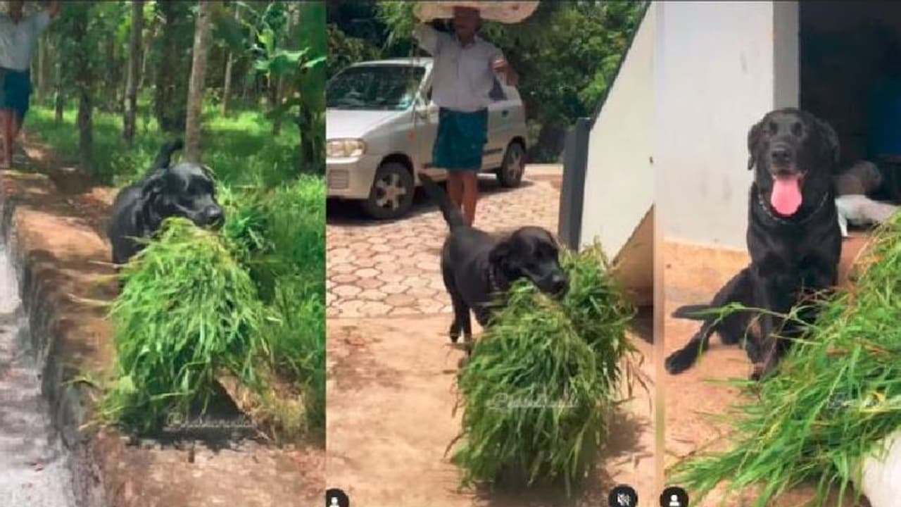 ಮಾಲೀಕನೊಂದಿಗೆ ತಾನೂ ಹಸುವಿಗೆ ಹುಲ್ಲು ಹೊತ್ತು ತರುವ ಮುದ್ದು ಶ್ವಾನ: ವೀಡಿಯೋ ವೈರಲ್