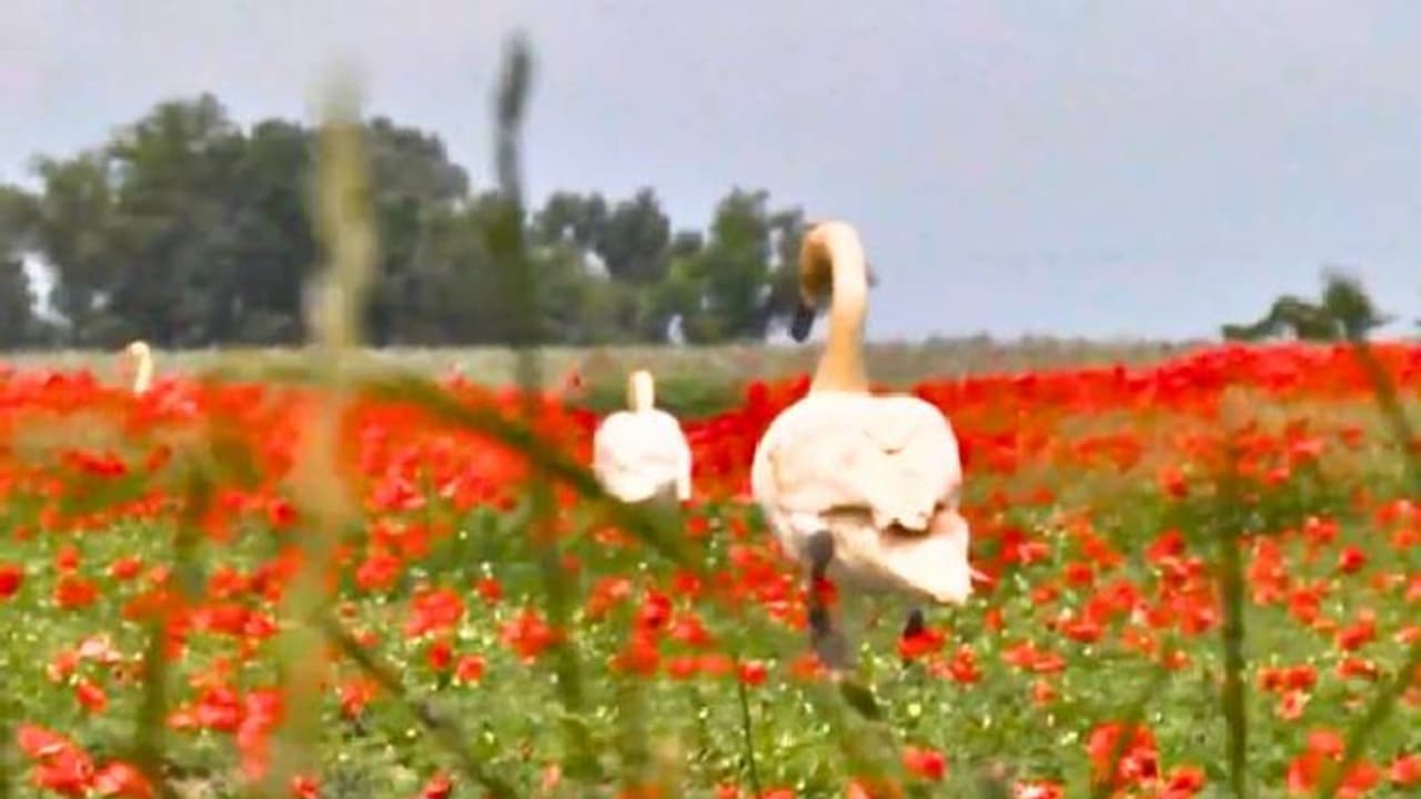 ലഹരിച്ചെടികൾ തിന്ന് പറക്കാൻ പോലുമാവാതെ ഹംസങ്ങൾ, മയക്കുമരുന്നിന് അടിമകൾ, പോപ്പിപ്പാടം മൊത്തം താവളമാക്കി ലഹരിച്ചെടികൾ തിന്ന് പറക്കാൻ പോലുമാവാതെ ഹംസങ്ങൾ, മയക്കുമരുന്നിന് അടിമകൾ, പോപ്പിപ്പാടം മൊത്തം താവളമാക്കി