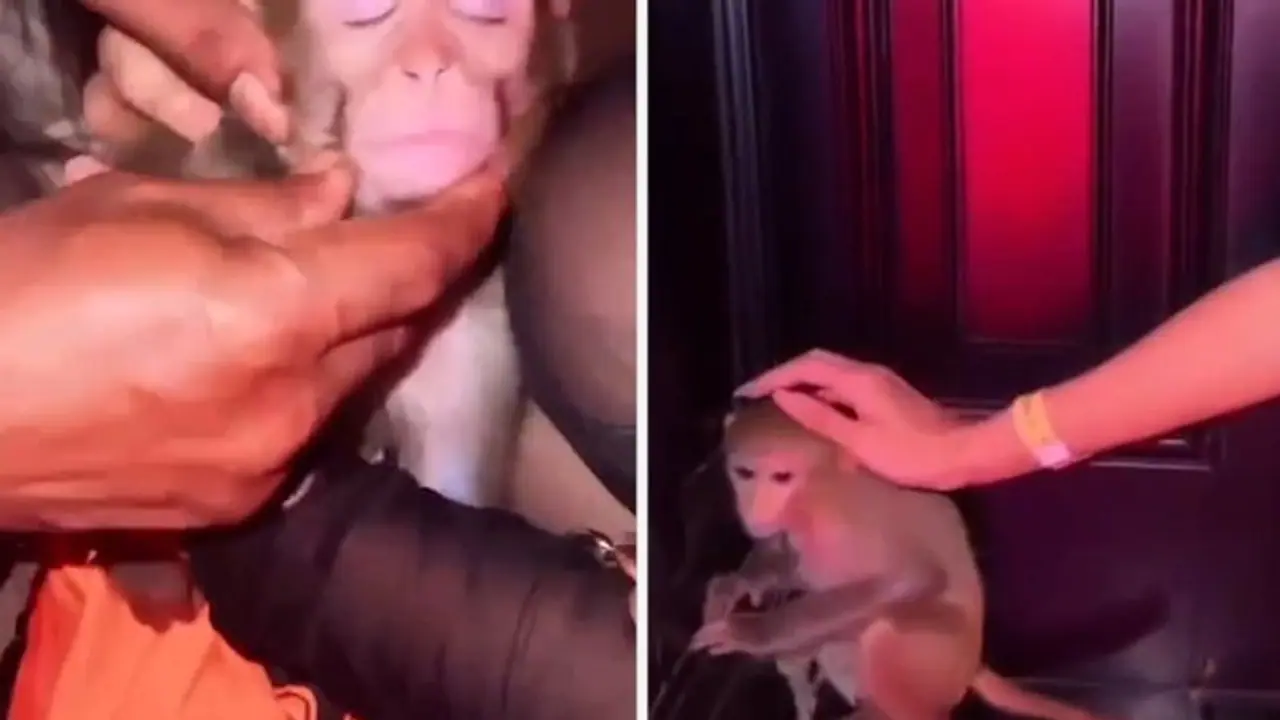 குரங்குக்கு போதை ஏற்றி சங்கிலியால் கட்டி வைத்து... இன்ஸ்டாகிராமில் அம்பலமான நைட் கிளப் பயங்கரம்!