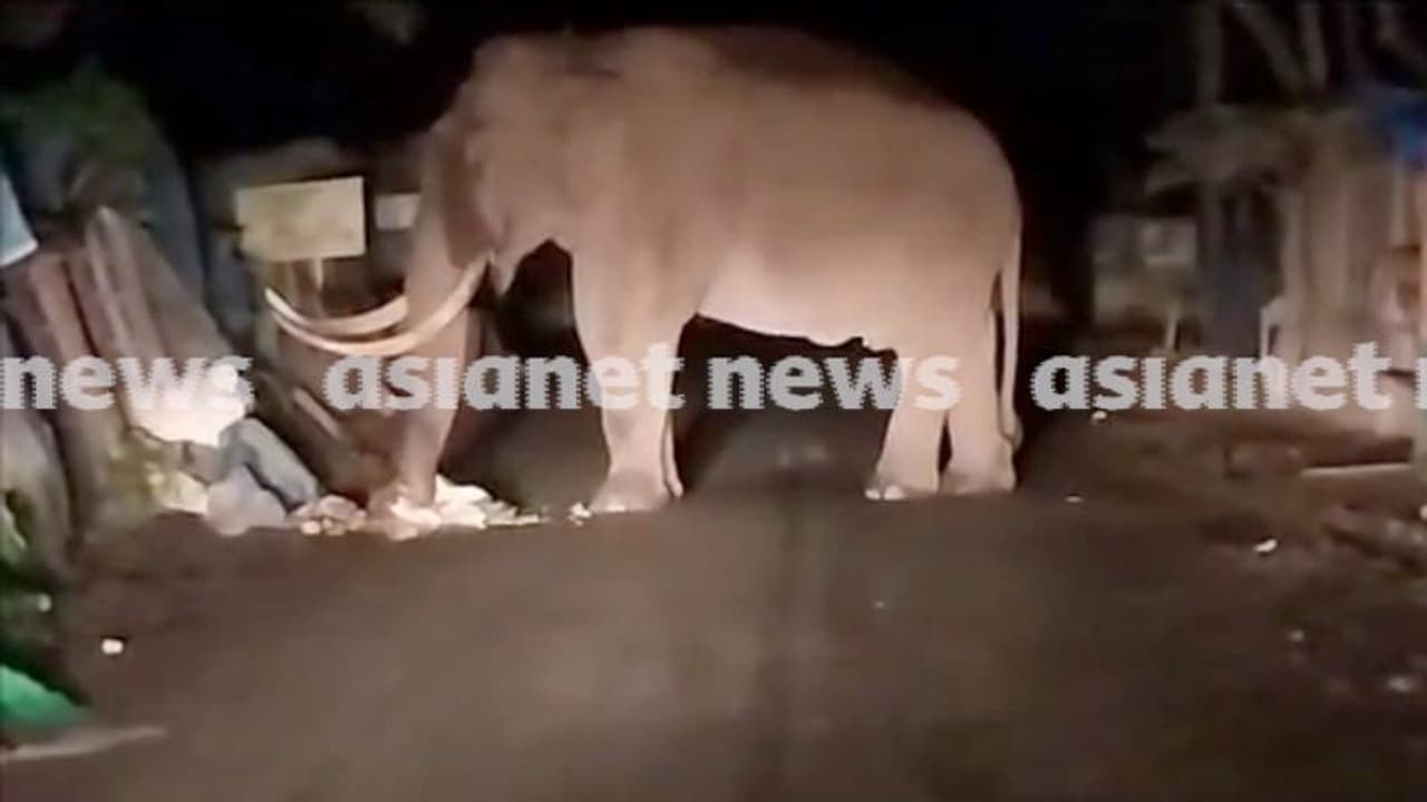 Kerala: Wild tusker 'Padayappa' spotted again; Vandalises shops in Munnar (WATCH)