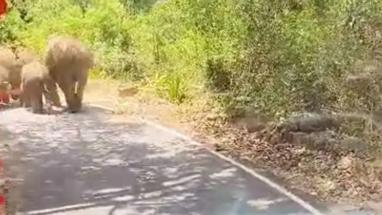 VIDEO | காரமடை அருகே பேருந்தை வழிமறித்த யானைகூட்டம்! அரை மணிநேரம் கழித்து வழிவிட்டதால் பயணிகள் நிம்மதி! VIDEO | காரமடை அருகே பேருந்தை வழிமறித்த யானைகூட்டம்! அரை மணிநேரம் கழித்து வழிவிட்டதால் பயணிகள் நிம்மதி!