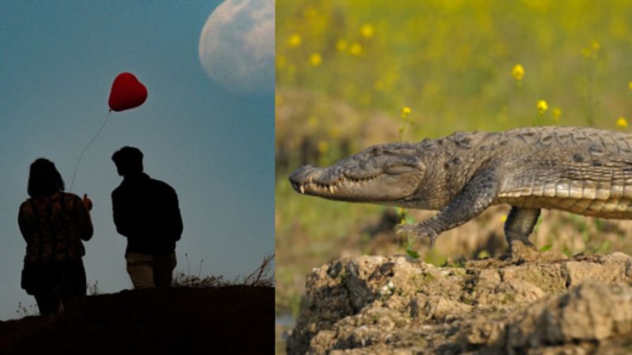 വിലക്കിയിട്ടും പ്രണയം തുടർന്നു; മകളേയും കാമുകനേയും കൊന്ന്, ശരീരത്തില് കല്ലുകെട്ടി മുതലകൾക്കിട്ട് കൊടുത്തു വിലക്കിയിട്ടും പ്രണയം തുടർന്നു; മകളേയും കാമുകനേയും കൊന്ന്, ശരീരത്തില് കല്ലുകെട്ടി മുതലകൾക്കിട്ട് കൊടുത്തു