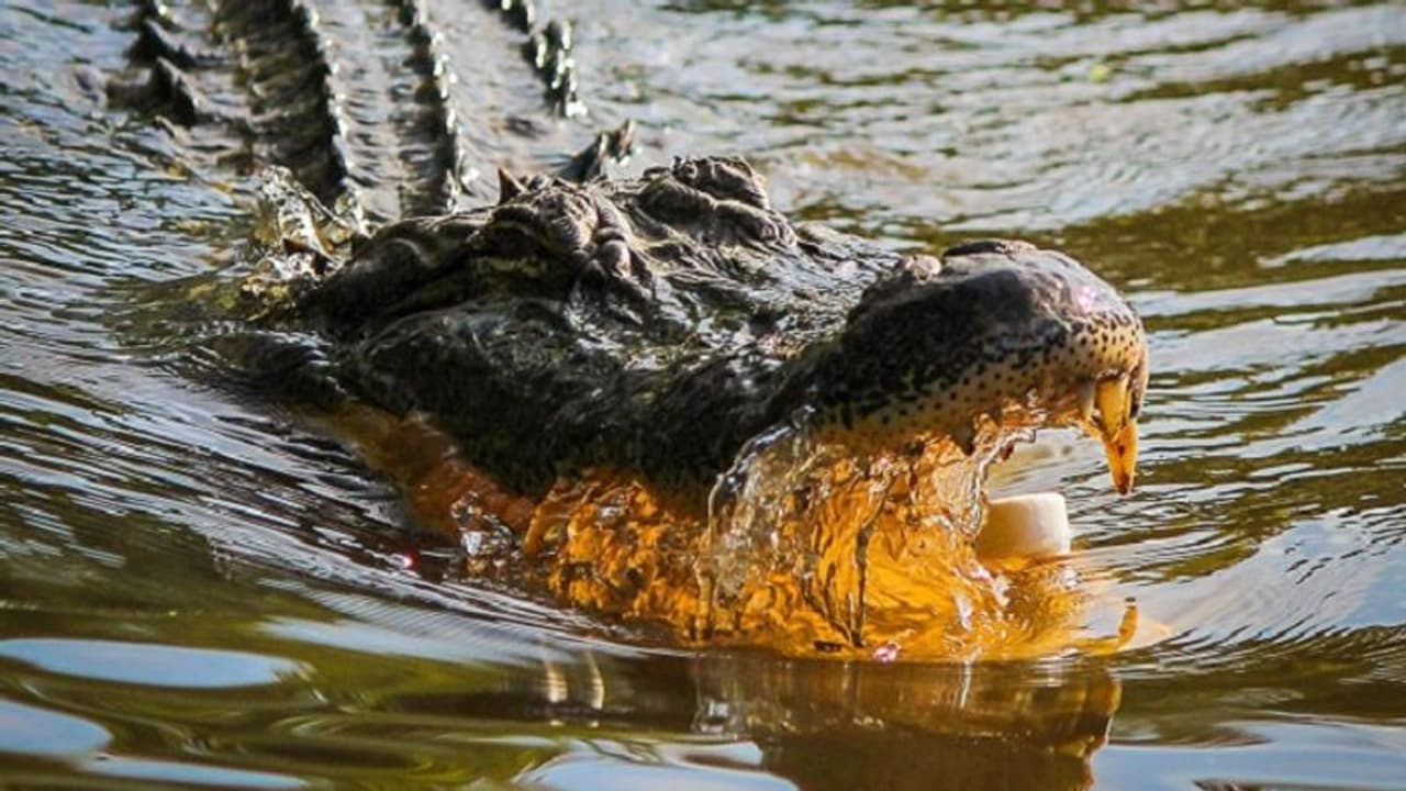 MP shocker: Woman, lover murdered; bodies thrown into crocodile infested Chambal river MP shocker: Woman, lover murdered; bodies thrown into crocodile infested Chambal river