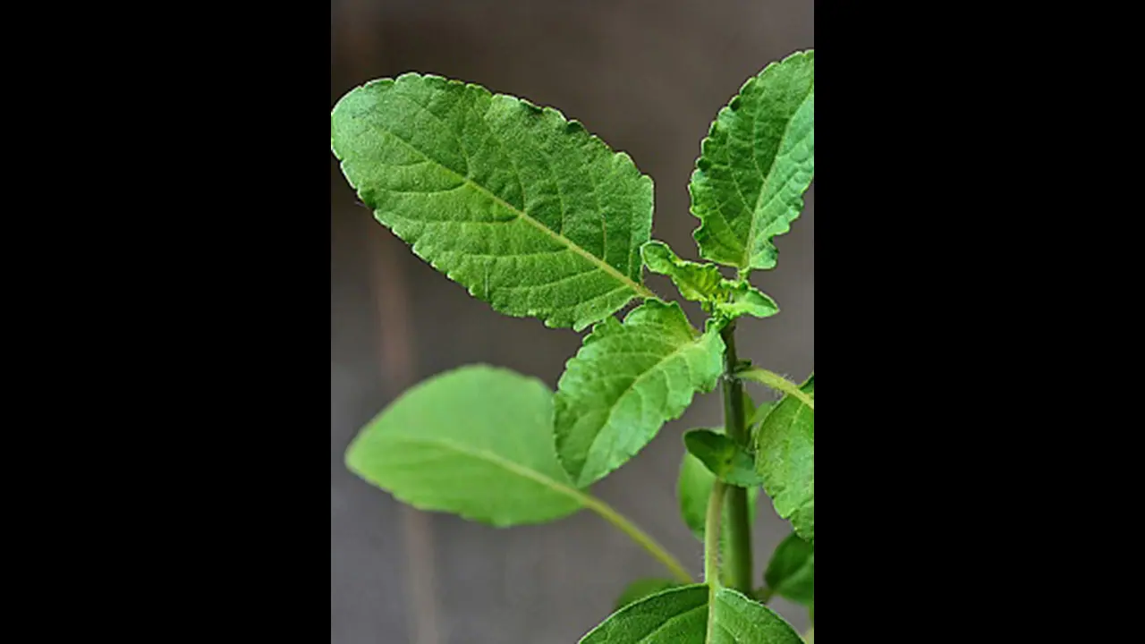 Janmashatami 2023: ತುಳಸಿಗೆ ಈ ರೀತಿ ಮಾಡಿದರೆ ದೋಷ ಖಚಿತ, ಎಷ್ಟೇ ಸಂಪಾದಿಸಿದರೂ ನಿಲ್ಲಲ್ಲ ಹಣ 