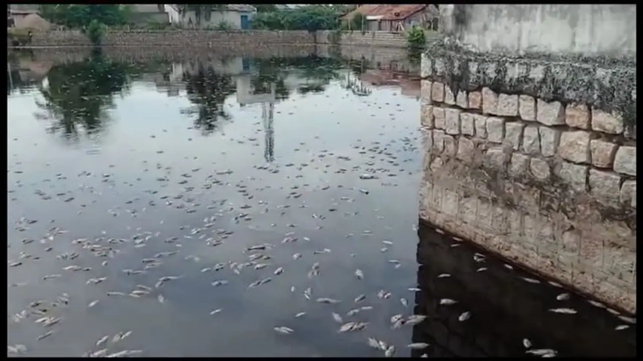 உலக பிரசித்தி பெற்ற உத்திரகோச மங்கை ஆலய குளத்தில் மீன்கள் செத்து மிதப்பதால் பொதுமக்கள் அச்சம்