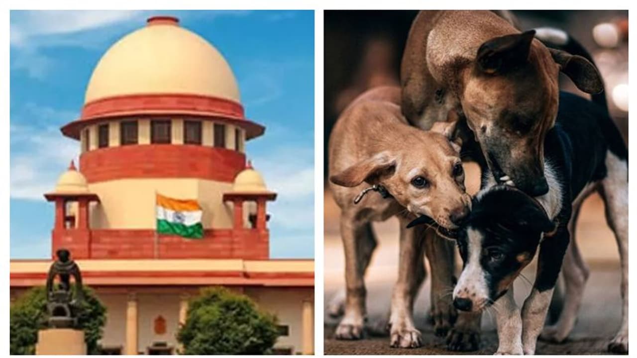 തെരുവ് നായകളുടെ ദയാവധം; കണ്ണൂർ ജില്ലാപഞ്ചായത്തിന്റെ ഹര്ജിക്കെതിരെ ഹാജരായത് മുതിര്ന്ന അഭിഭാഷകരുടെ നീണ്ടനിര തെരുവ് നായകളുടെ ദയാവധം; കണ്ണൂർ ജില്ലാപഞ്ചായത്തിന്റെ ഹര്ജിക്കെതിരെ ഹാജരായത് മുതിര്ന്ന അഭിഭാഷകരുടെ നീണ്ടനിര