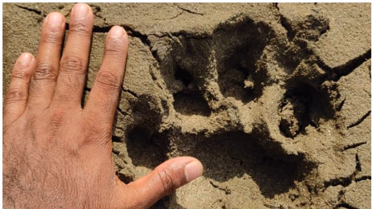 മലപ്പുറം മമ്പാട് ജനങ്ങളെ ഭീതിയിലാഴ്ത്തി 'കാൽപ്പാടുകൾ', വനം വകുപ്പ് ഉദ്യോഗസ്ഥരെത്തി പരിശോധന, തെളിഞ്ഞത് 'കടുവ' മലപ്പുറം മമ്പാട് ജനങ്ങളെ ഭീതിയിലാഴ്ത്തി 'കാൽപ്പാടുകൾ', വനം വകുപ്പ് ഉദ്യോഗസ്ഥരെത്തി പരിശോധന, തെളിഞ്ഞത് 'കടുവ'