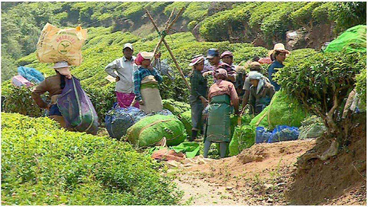 തോട്ടം തൊഴിലാളികൾക്ക് ആശ്വാസം; ഗ്രാറ്റുവിറ്റി ഒരാഴ്ചയ്ക്കുള്ളിൽ നൽകി തുടങ്ങും
