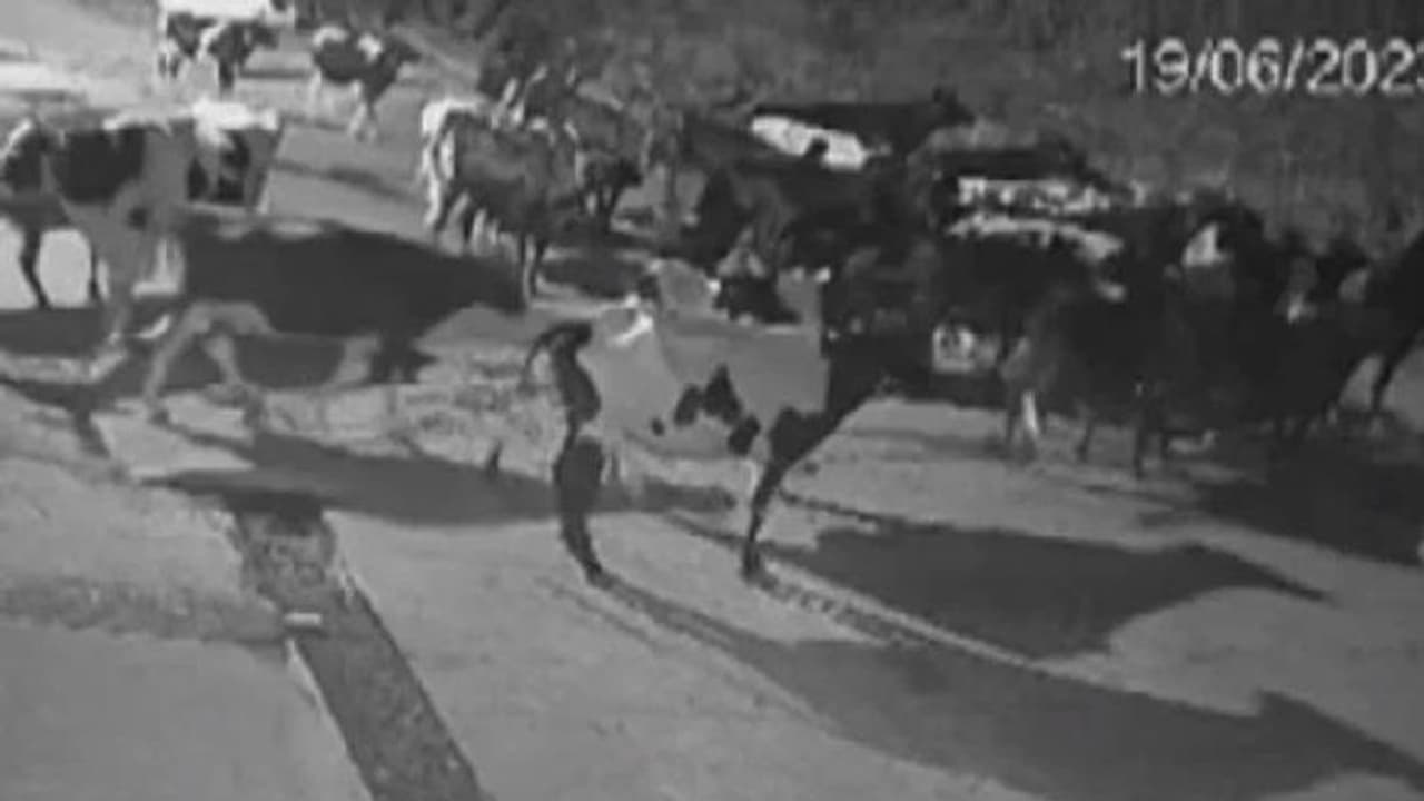 കടുവയ്ക്കെന്താ ഫാമിൽ കാര്യം? കടുവയെ വിരട്ടിയോടിച്ച് പശുക്കൂട്ടം കടുവയ്ക്കെന്താ ഫാമിൽ കാര്യം? കടുവയെ വിരട്ടിയോടിച്ച് പശുക്കൂട്ടം