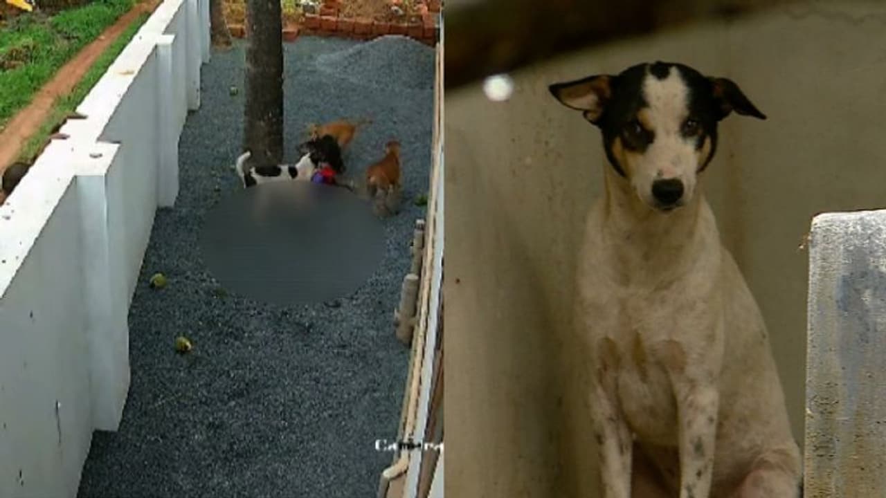 'അടിയന്തരവാദം കേള്ക്കണം'; തെരുവുനായ ആക്രമണ ദൃശ്യങ്ങളുമായി കണ്ണൂര് ജില്ലാ പഞ്ചായത്ത് സുപ്രീംകോടതിയില് 'അടിയന്തരവാദം കേള്ക്കണം'; തെരുവുനായ ആക്രമണ ദൃശ്യങ്ങളുമായി കണ്ണൂര് ജില്ലാ പഞ്ചായത്ത് സുപ്രീംകോടതിയില്