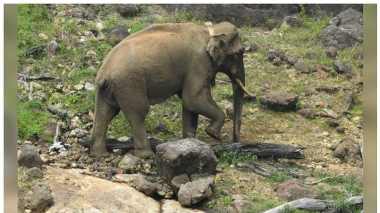 അരിക്കൊമ്പൻ ക്ഷീണിതനാണെന്ന് മൃഗസ്നേഹികൾ; അടിസ്ഥാന രഹിതമെന്ന് തമിഴ്നാട്, സാമൂഹ്യമാധ്യമങ്ങളിൽ വന് ചർച്ച അരിക്കൊമ്പൻ ക്ഷീണിതനാണെന്ന് മൃഗസ്നേഹികൾ; അടിസ്ഥാന രഹിതമെന്ന് തമിഴ്നാട്, സാമൂഹ്യമാധ്യമങ്ങളിൽ വന് ചർച്ച