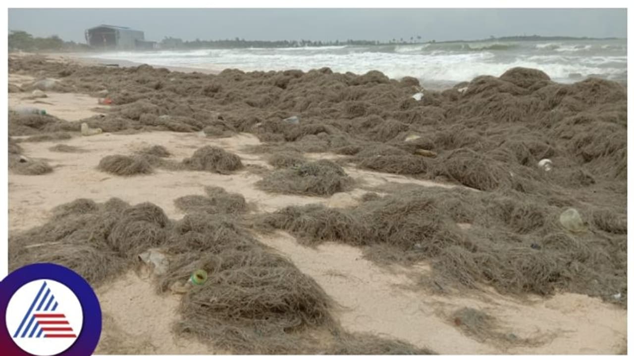 ಮಲ್ಪೆ ಕಡಲ ತೀರದಲ್ಲಿ ಎಲ್ಲಿ ನೋಡಿದರಲ್ಲಿ ಗಂಗೆಯ ಕೂದಲು! ಏನಿದರ ವಿಶೇಷ? ಮಲ್ಪೆ ಕಡಲ ತೀರದಲ್ಲಿ ಎಲ್ಲಿ ನೋಡಿದರಲ್ಲಿ ಗಂಗೆಯ ಕೂದಲು! ಏನಿದರ ವಿಶೇಷ?