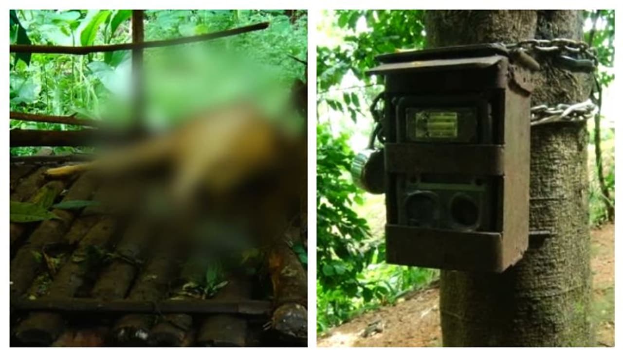 അജ്ഞാത ജീവിയുടെ ആക്രമണത്തിൽ ഭയന്ന് പുലിക്കുന്നുകാർ; നിരീക്ഷിക്കാൻ ക്യാമറയുമായി വനംവകുപ്പ് 