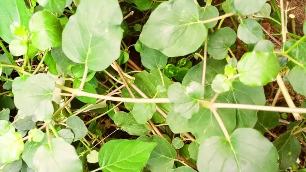 வெறும் 10 ரூபாய் செலவில் சர்க்கரை நோய்க்கு தீர்வு... இந்த 'மூக்கிரட்டை கீரை' பத்தி தெரியுமா? 