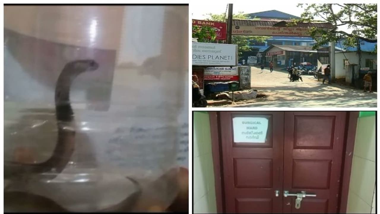 മൂന്ന് ദിവസം, പിടിച്ചത് 10 മൂര്ഖന് കുഞ്ഞുങ്ങളെ; പാമ്പ് ഭീതിയില് സർക്കാർ ആശുപത്രി, സര്ജിക്കല് വാർഡ് അടച്ചു മൂന്ന് ദിവസം, പിടിച്ചത് 10 മൂര്ഖന് കുഞ്ഞുങ്ങളെ; പാമ്പ് ഭീതിയില് സർക്കാർ ആശുപത്രി, സര്ജിക്കല് വാർഡ് അടച്ചു