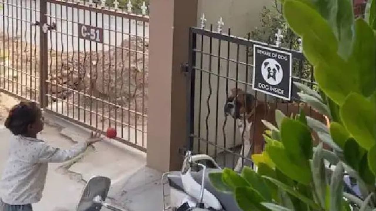 തെരുവുബാലികയ്ക്കൊപ്പം പന്ത് കളിച്ച് വളർത്തുനായ; അപൂർവസൗഹൃദത്തിന് കയ്യടിച്ച് സോഷ്യൽ മീഡിയ തെരുവുബാലികയ്ക്കൊപ്പം പന്ത് കളിച്ച് വളർത്തുനായ; അപൂർവസൗഹൃദത്തിന് കയ്യടിച്ച് സോഷ്യൽ മീഡിയ