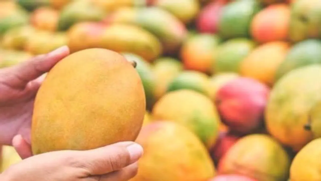 നഷ്ടം 4.28 കോടി, കയറ്റുമതി ചെയ്ത മാമ്പഴങ്ങൾ തടഞ്ഞ് അമേരിക്ക, വിമാനത്താവളങ്ങളിൽ ഉപേക്ഷിച്ച് ഇന്ത്യൻ കച്ചവടക്കാർ നഷ്ടം 4.28 കോടി, കയറ്റുമതി ചെയ്ത മാമ്പഴങ്ങൾ തടഞ്ഞ് അമേരിക്ക, വിമാനത്താവളങ്ങളിൽ ഉപേക്ഷിച്ച് ഇന്ത്യൻ കച്ചവടക്കാർ