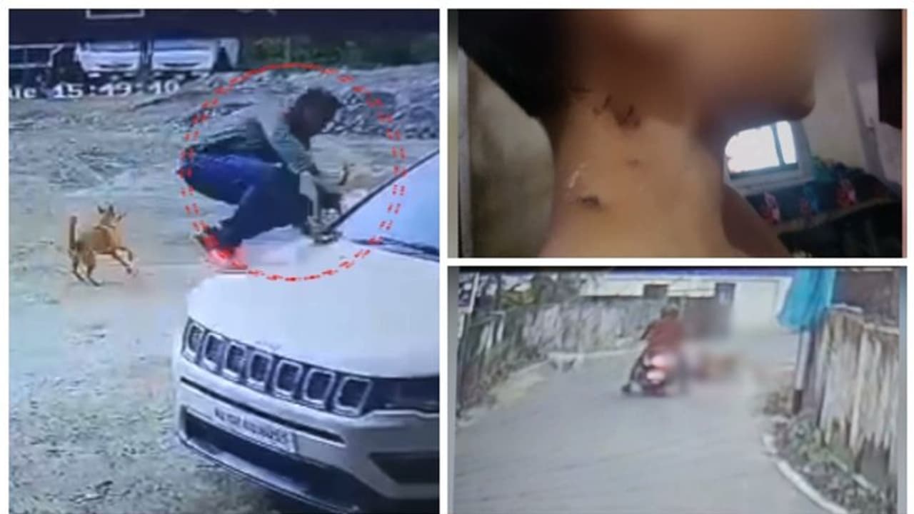 സംസ്ഥാനത്ത് തെരുവ് നായ ആക്രമണം രൂക്ഷം, വൃ‍ദ്ധയെ ശരീരമാകെ കടിച്ച് പറിച്ചു, 10 വയസുകാരനും ഗുരുതര പരിക്ക്