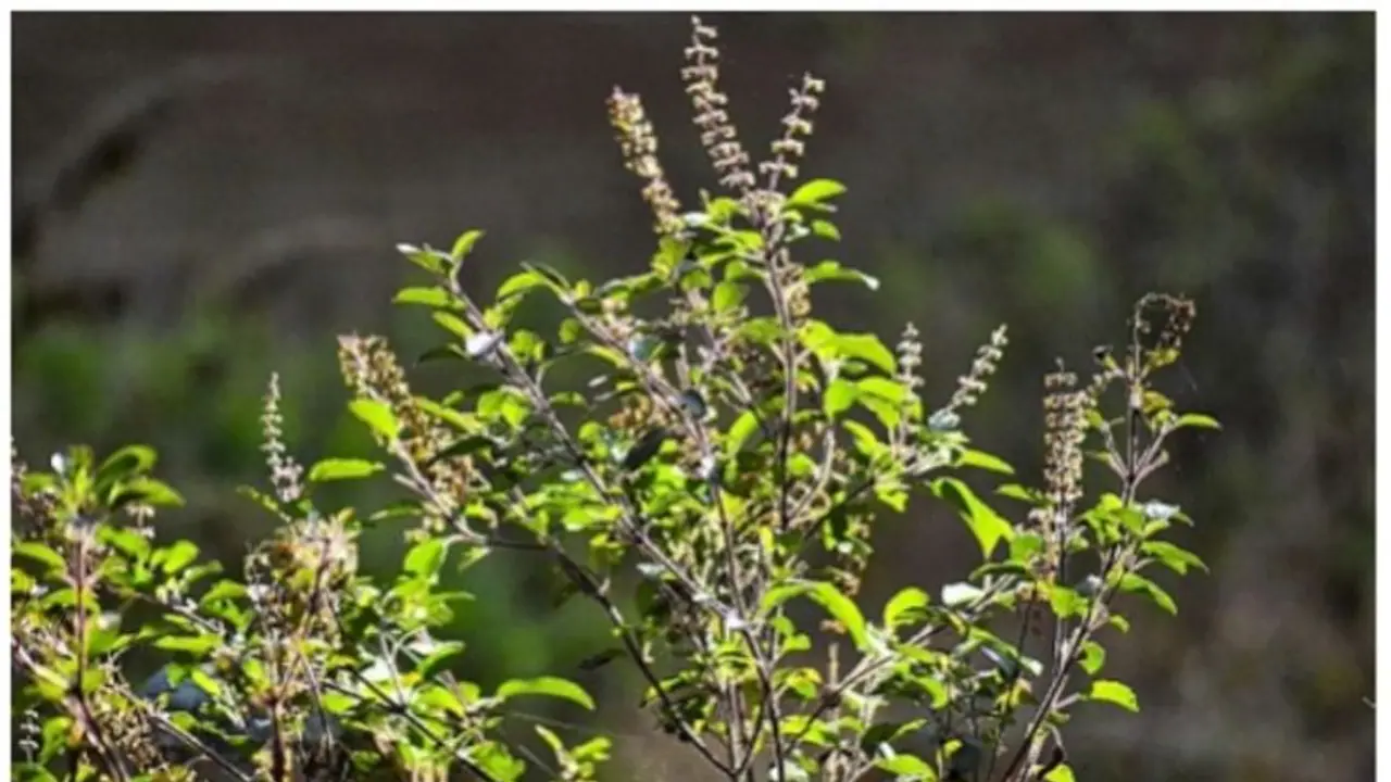രാവിലെ വെറും വയറ്റിൽ തുളസിയില ഇട്ട് തിളപ്പിച്ച വെള്ളം കുടിച്ചാൽ... രാവിലെ വെറും വയറ്റിൽ തുളസിയില ഇട്ട് തിളപ്പിച്ച വെള്ളം കുടിച്ചാൽ...