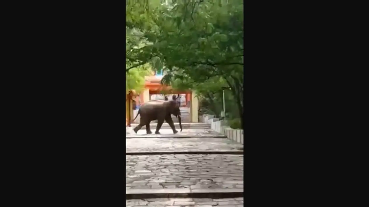 மருதமலை கோவிலுக்கு செல்ல வனத்துறை கட்டுப்பாடு; யானை தாக்கி ஒருவர் உயிரிழந்த நிலையில் நடவடிக்கை