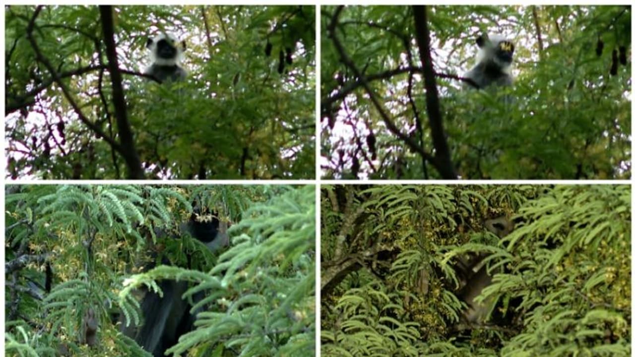 എവിടെയും പോയിട്ടില്ല, ഇവിടുത്തെ മരത്തിലുണ്ട് ഹനുമാൻ കുരങ്ങ്! എങ്ങനെ പിടികൂടുമെന്ന് തല പുകച്ച് അധികൃതരും എവിടെയും പോയിട്ടില്ല, ഇവിടുത്തെ മരത്തിലുണ്ട് ഹനുമാൻ കുരങ്ങ്! എങ്ങനെ പിടികൂടുമെന്ന് തല പുകച്ച് അധികൃതരും