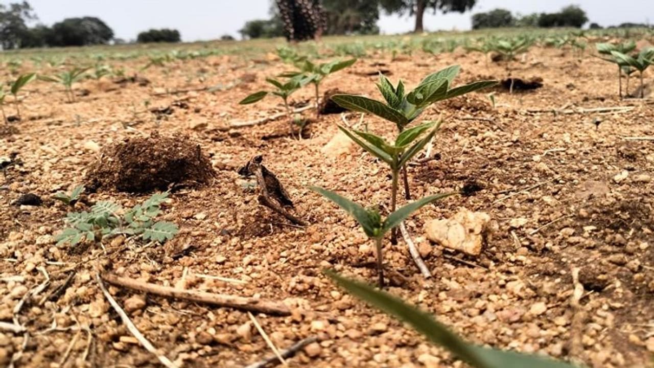 ಯಾದಗಿರಿ: ಕೈಕೊಟ್ಟ ಮಳೆ, ಬೆಳೆಗೆ ನೀರುಣಿಸಲು ಸ್ಟ್ರಿಂಕ್ಲರ್ ಮೊರೆ..! ಯಾದಗಿರಿ: ಕೈಕೊಟ್ಟ ಮಳೆ, ಬೆಳೆಗೆ ನೀರುಣಿಸಲು ಸ್ಟ್ರಿಂಕ್ಲರ್ ಮೊರೆ..!