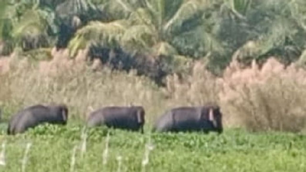 ಮದ್ದೂರು: ತೈಲೂರು ಕೆರೆಯಲ್ಲಿ ಮೂರು ಕಾಡಾನೆಗಳು ಪ್ರತ್ಯಕ್ಷ ಮದ್ದೂರು: ತೈಲೂರು ಕೆರೆಯಲ್ಲಿ ಮೂರು ಕಾಡಾನೆಗಳು ಪ್ರತ್ಯಕ್ಷ