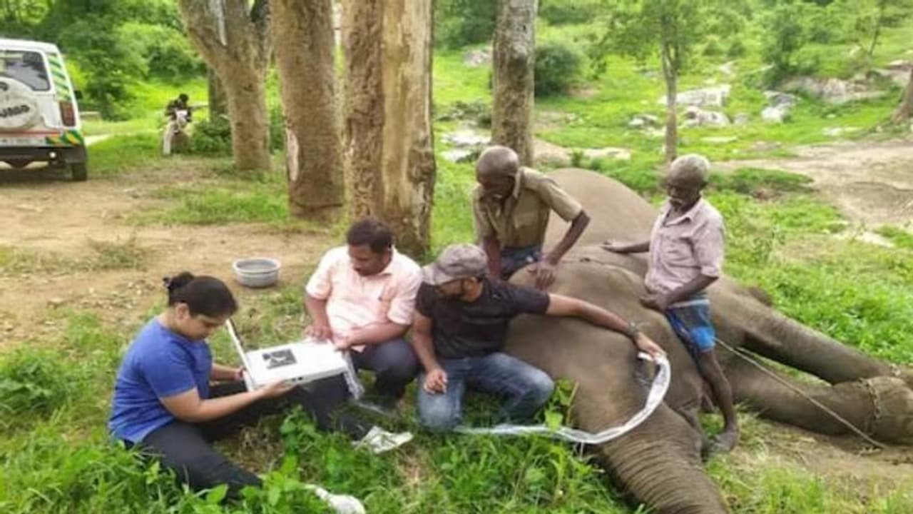 തിമിര പരിശോധനാക്യാമ്പ്, അനുസരണയോടെ ആനകൾ, സംരക്ഷണകേന്ദ്രത്തിന് കയ്യടിച്ച് സോഷ്യൽ മീഡിയ തിമിര പരിശോധനാക്യാമ്പ്, അനുസരണയോടെ ആനകൾ, സംരക്ഷണകേന്ദ്രത്തിന് കയ്യടിച്ച് സോഷ്യൽ മീഡിയ