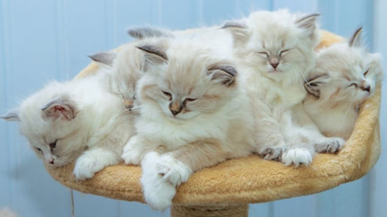 20 കോടിയലധികമുള്ള സ്വത്തും വീടും 84 കാരി എഴുതി വച്ചത് പൂച്ചകള്‍ക്ക്, ഇടപെടലുമായി കോടതി