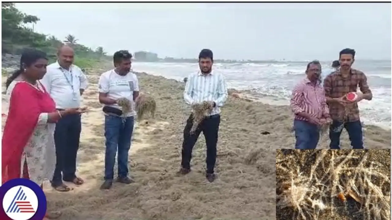 ಮಲ್ಪೆ ಕಡಲ ತೀರದ ಗಂಗೆ ಕೂದಲಿನ ರಹಸ್ಯ ಬಯಲು ಮಾಡಿದ ವಿಜ್ಞಾನಿಗಳು! ಮಲ್ಪೆ ಕಡಲ ತೀರದ ಗಂಗೆ ಕೂದಲಿನ ರಹಸ್ಯ ಬಯಲು ಮಾಡಿದ ವಿಜ್ಞಾನಿಗಳು!