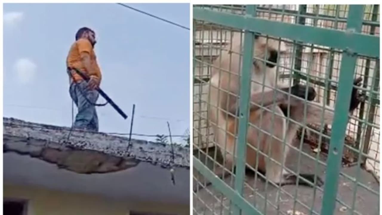 രണ്ടാഴ്ചയ്ക്കിടെ 20 ആക്രമണം, 'മോസ്റ്റ് വാണ്ടഡ്' കുരങ്ങിന്റെ തലയ്ക്ക് 21,000 രൂപ സമ്മാനം; ഒടുവില് പിടിയില്! രണ്ടാഴ്ചയ്ക്കിടെ 20 ആക്രമണം, 'മോസ്റ്റ് വാണ്ടഡ്' കുരങ്ങിന്റെ തലയ്ക്ക് 21,000 രൂപ സമ്മാനം; ഒടുവില് പിടിയില്!