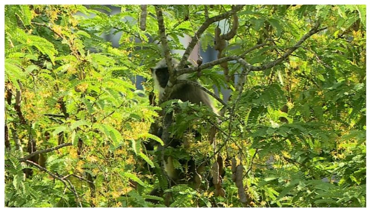 മടങ്ങാന് കൂട്ടാക്കാതെ ഹനുമാന് കുരങ്ങ്; 'നല്ല ഭംഗി, ഹനുമാനെപ്പോലുണ്ട്' എന്ന് കാണികൾ മടങ്ങാന് കൂട്ടാക്കാതെ ഹനുമാന് കുരങ്ങ്; 'നല്ല ഭംഗി, ഹനുമാനെപ്പോലുണ്ട്' എന്ന് കാണികൾ