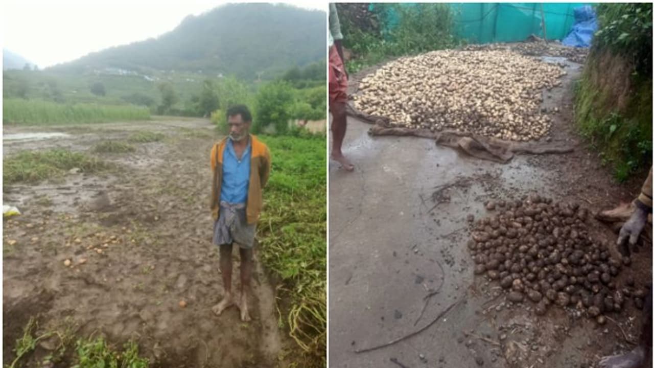 കടം വാങ്ങി കൃഷിയിറക്കി; 150 കിലോയോളം ഉരുളകിഴങ്ങ് മഴവെള്ളപ്പാച്ചലില്‍ ഒഴുകിപ്പോയി, കര്‍ഷകര്‍ക്ക് കണ്ണീർ