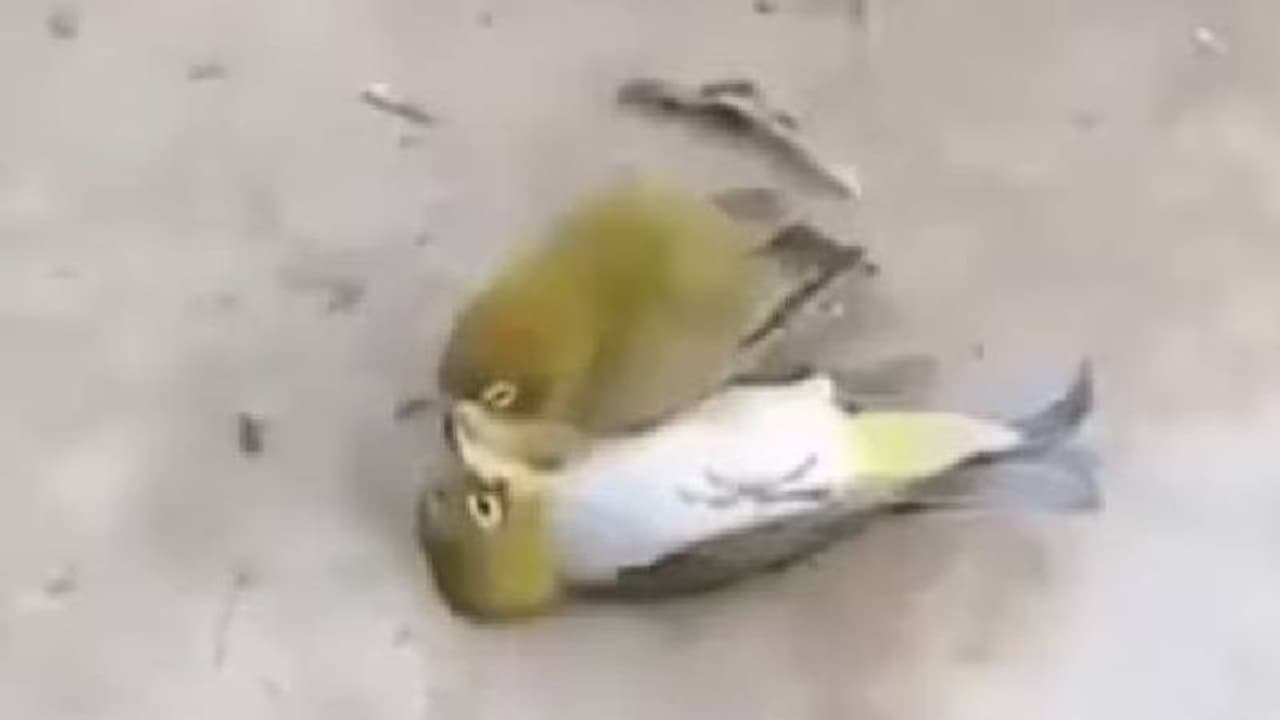 Viral video: ജീവനറ്റുപോയ ഇണയുടെ അടുത്ത് നിന്നും മാറാൻ വിസമ്മതിച്ച് പക്ഷി, ഒടുവിൽ അതിനും അന്ത്യം