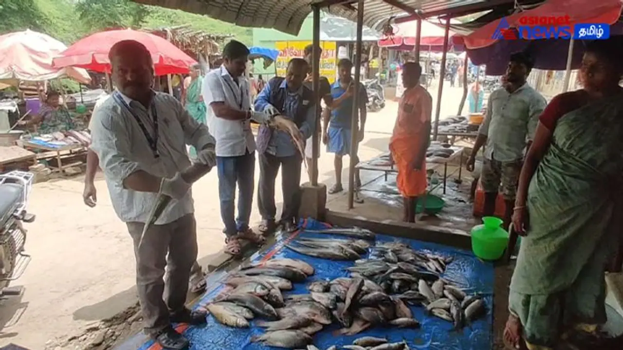 Fish Market | சுற்றுலா தளங்களில் அழுகிய மீன்கள் விற்பனை! 92 கிலோ மீன் பறிமுதல் செய்து அதிகாரிகள் நடவடிக்கை! Fish Market | சுற்றுலா தளங்களில் அழுகிய மீன்கள் விற்பனை! 92 கிலோ மீன் பறிமுதல் செய்து அதிகாரிகள் நடவடிக்கை!