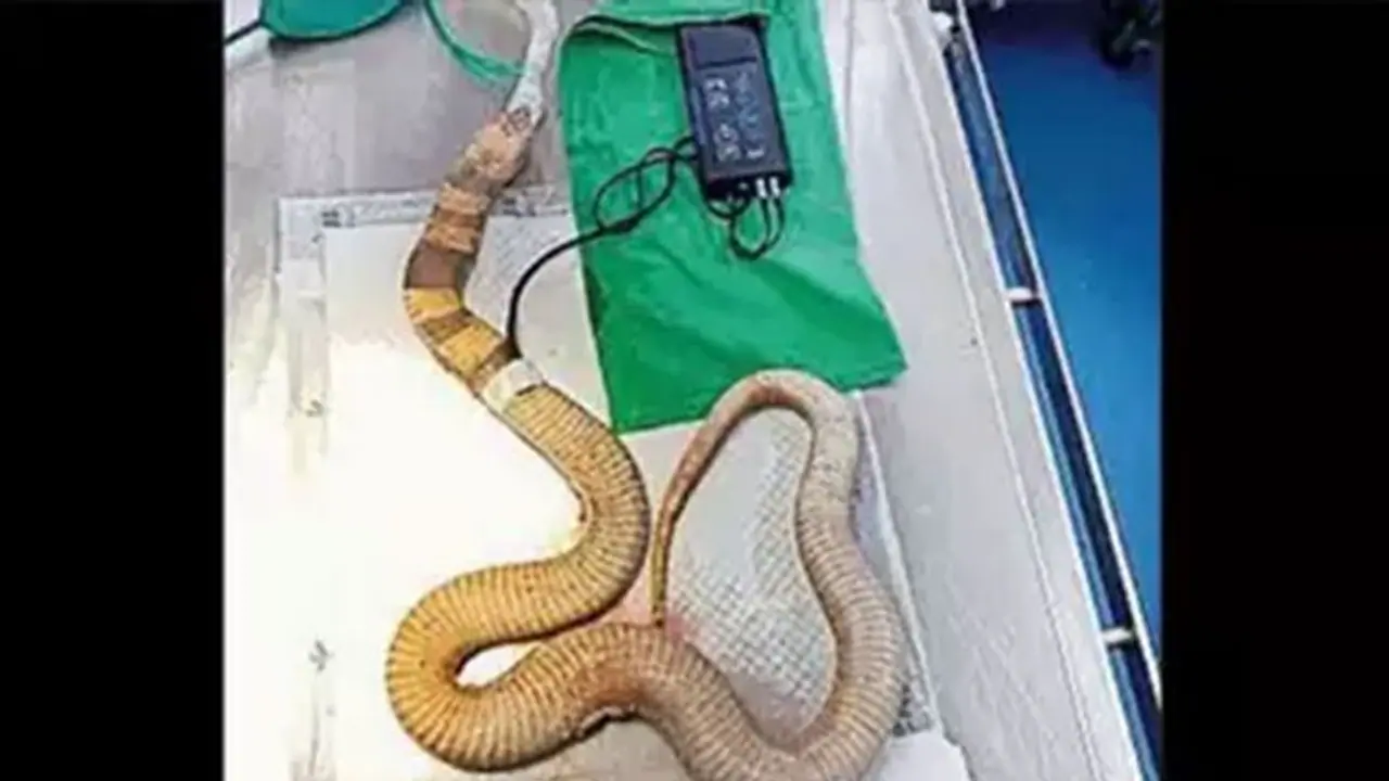 பிளாஸ்டிக் பெட்டியை விழுங்கிய கண்ணாடி வீரியன்! அறுவை சிகிச்சை செய்து அகற்றிய மருத்துவர்கள்!