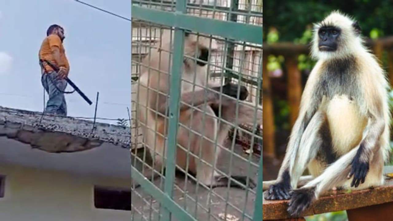 'മോസ്റ്റ് വാണ്ടഡ് കുരങ്ങ്, പിടികൂടിയാൽ പാരിതോഷികം'; ഹനുമാൻ കുരങ്ങ് ആക്രമിച്ചത് 20 പേരെ, ഒടുവിൽ കുടുങ്ങി 'മോസ്റ്റ് വാണ്ടഡ് കുരങ്ങ്, പിടികൂടിയാൽ പാരിതോഷികം'; ഹനുമാൻ കുരങ്ങ് ആക്രമിച്ചത് 20 പേരെ, ഒടുവിൽ കുടുങ്ങി