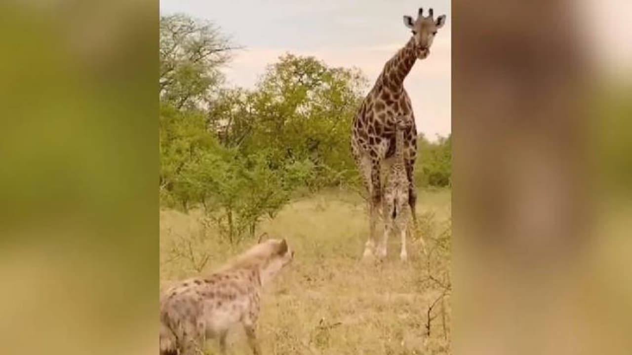 കുഞ്ഞിനെ രക്ഷിക്കാൻ കഴുതപ്പുലിയോട് മല്ലടിച്ച് അമ്മ ജിറാഫ്, വൈറലായി വീഡിയോ