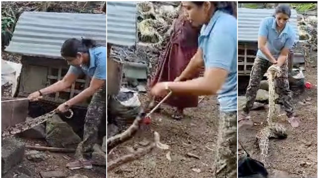 ഒമ്പത് അടി, 20 കിലോ; കൂട്ടിൽ കയറി കോഴികളെ കൊന്നും വിഴുങ്ങിയും പെരുമ്പാമ്പ്, സാഹസികമായി പിടികൂടി റോഷ്നി