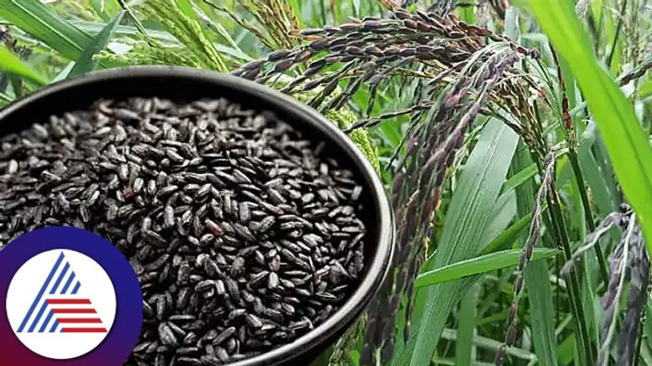 ಬ್ರೌನ್‌ ರೈಸ್‌ ಬಿಟ್ಟಾಕಿ, ಕಪ್ಪು ಅಕ್ಕಿಯಲ್ಲಿದೆ ಸೂಪರ್‌ ಆರೋಗ್ಯ, ತಿಂಗಳಿಗೆ 4 ಬಾರಿ ತಿಂದರೆ ಸಾಕು!