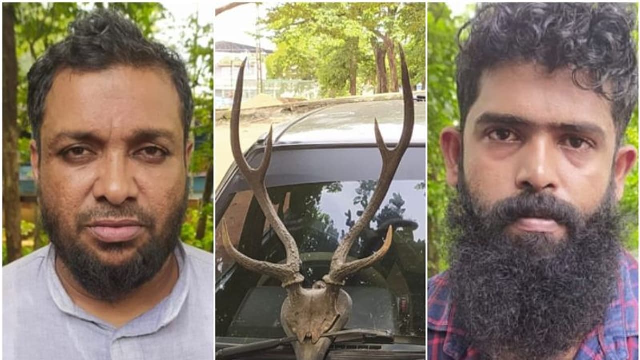 കാറിന്‍റെ പിൻ സീറ്റിൽ ഒളിപ്പിച്ചിട്ടും രക്ഷപ്പെട്ടില്ല; 20 ലക്ഷം വരെ വില പറഞ്ഞ മാൻ കൊമ്പുകൾ, 2 പേർ അറസ്റ്റിൽ