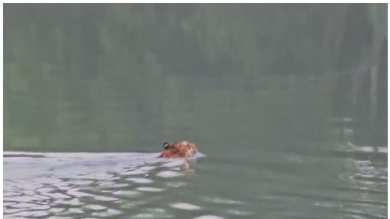 ശാരദാ കനാലിലെ കടുവയുടെ നീരാട്ട് വീഡിയോ വൈറല്‍! 