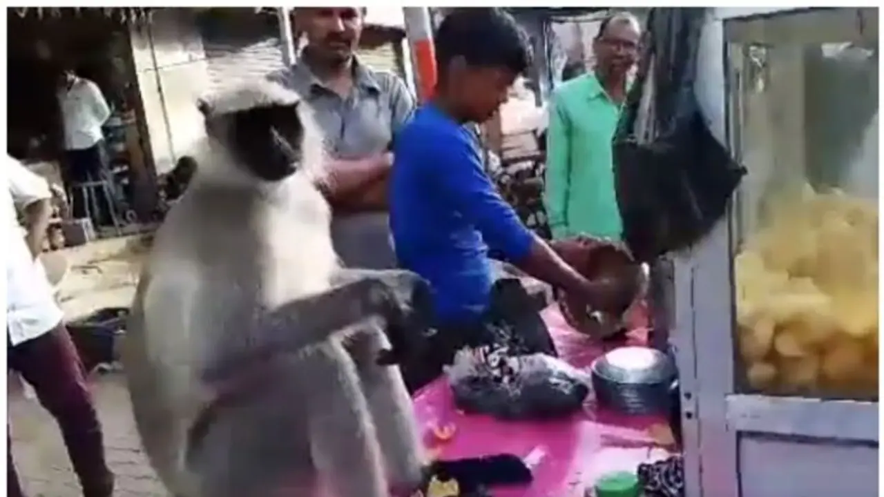 ആള്ക്കൂട്ടത്തിന് നടുവില് ആസ്വദിച്ച് പാനിപ്പൂരി കഴിക്കുന്ന കുരങ്ങന്റെ വീഡിയോ വൈറല്! ആള്ക്കൂട്ടത്തിന് നടുവില് ആസ്വദിച്ച് പാനിപ്പൂരി കഴിക്കുന്ന കുരങ്ങന്റെ വീഡിയോ വൈറല്!
