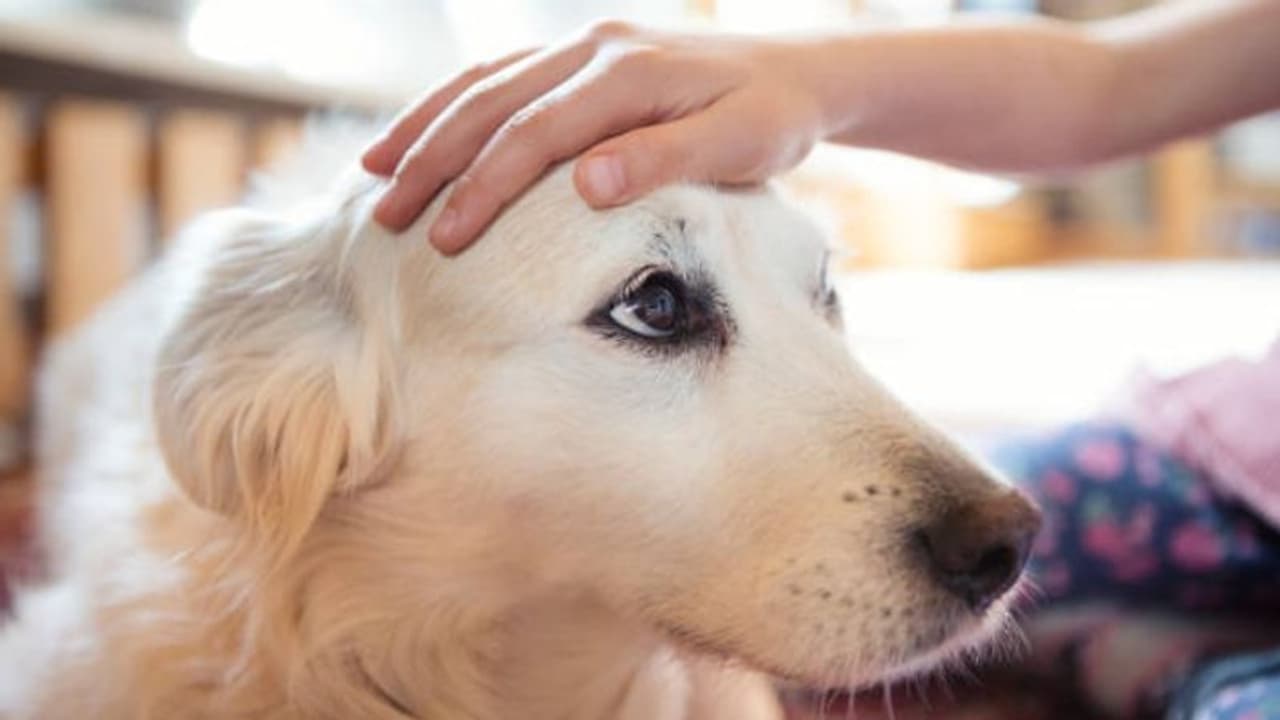 അവകാശികളില്ലാത്തതിനാല്‍ വീട് നായയുടെ പേരിലെഴുതി; പിന്നീട് സംഭവിച്ചത്...