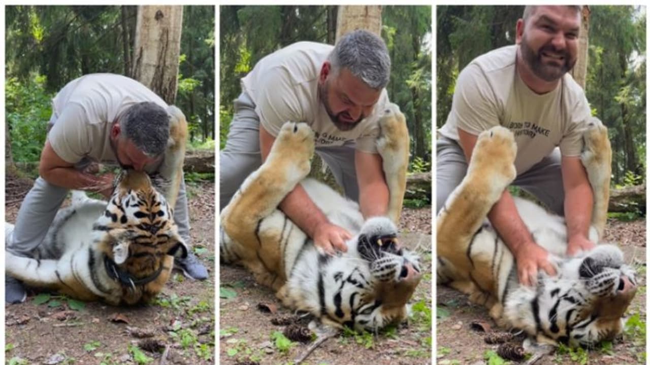 വളര്‍ത്തു കടുവയെ പൂച്ചക്കുട്ടിയെ പോലെ താലോലിക്കുന്ന ഉടമയുടെ വീഡിയോ ഏറ്റെടുത്ത് നെറ്റസണ്‍സ് !